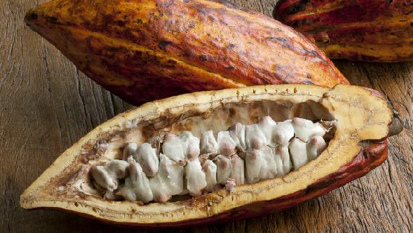 Выращивание какао плодов